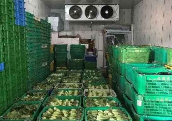 建一個50噸蔬菜保鮮冷庫要多少錢 建一個50噸蔬菜保鮮冷庫要多少錢