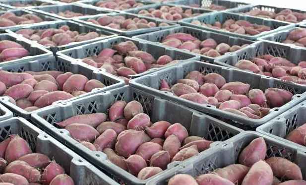 保鮮冷庫儲存大批量紅薯儲存技術要求 保鮮冷庫儲存大批量紅薯儲存技術要求