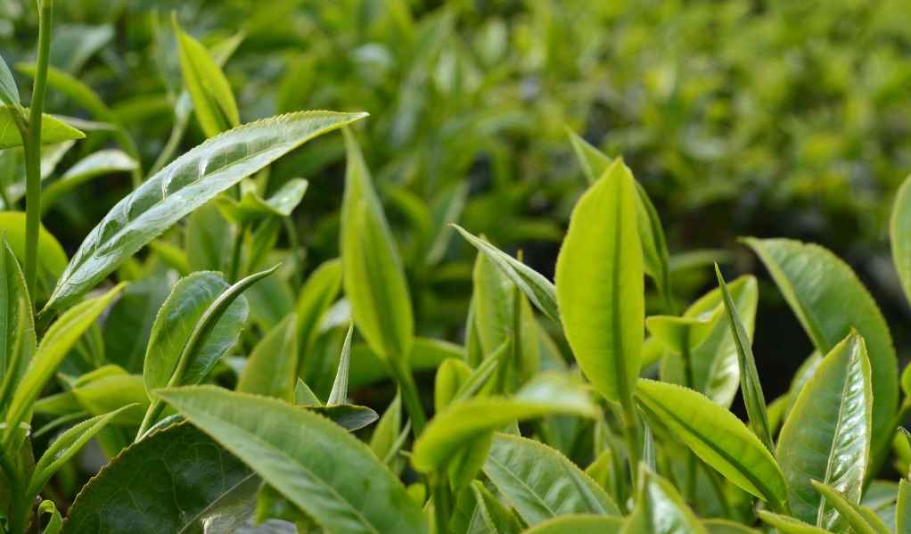 安裝茶葉保鮮庫一平方多少錢 安裝茶葉保鮮庫一平方多少錢