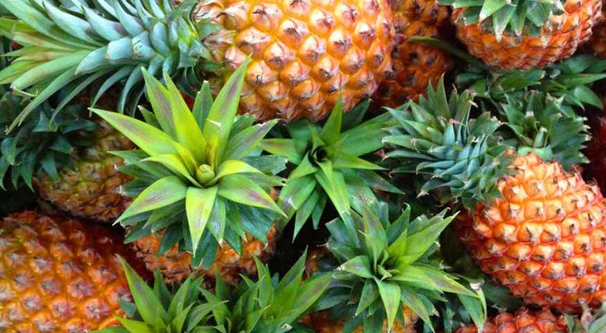 菠蘿可以放到冷庫(kù)里保鮮存儲(chǔ)嗎 菠蘿可以放到冷庫(kù)里保鮮存儲(chǔ)嗎