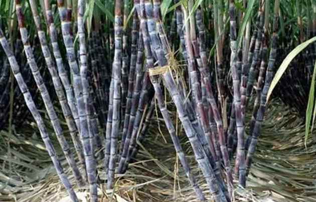 建造甘蔗保鮮冷庫價格多少錢 建造甘蔗保鮮冷庫價格多少錢