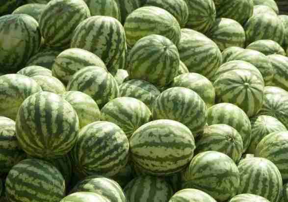 600立方米西瓜氣調(diào)冷庫價(jià)格多少錢