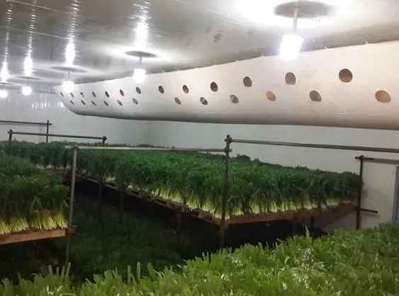 保鮮冷庫可以存放哪些東西 保鮮冷庫可以存放哪些東西