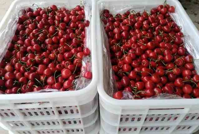 櫻桃在冷庫的儲存和保鮮方法 櫻桃在冷庫的儲存和保鮮方法
