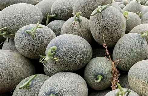 哈密瓜可以放保鮮冷庫嗎 哈密瓜可以放保鮮冷庫嗎