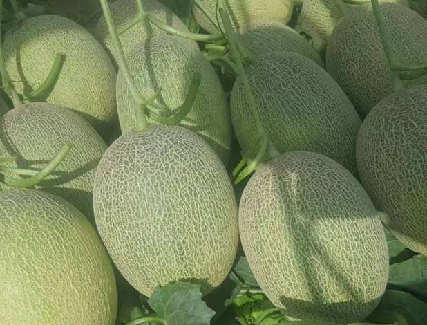 哈密瓜可以放保鮮冷庫嗎 哈密瓜可以放保鮮冷庫嗎