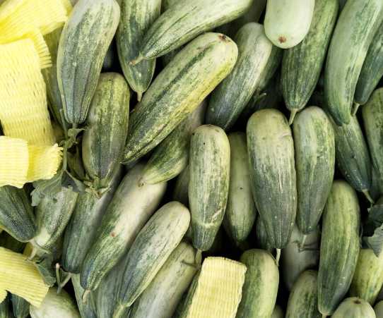 羊角蜜保鮮冷庫存儲溫度 羊角蜜保鮮冷庫存儲溫度