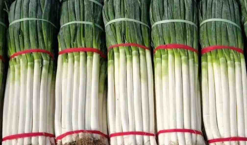 大蔥保鮮冷庫(kù)溫度多少度比較好 大蔥保鮮冷庫(kù)溫度多少度比較好