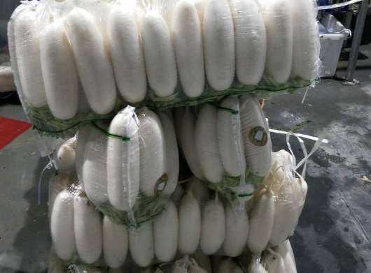蘿卜冷庫保鮮技術方法 蘿卜冷庫保鮮技術方法