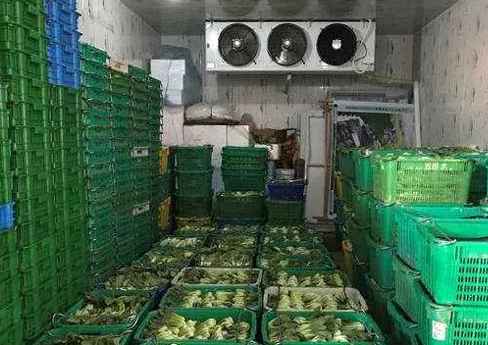 青菜在保鮮庫(kù)能保存多久 青菜在保鮮庫(kù)能保存多久