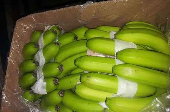 建設50平方的香蕉冷庫要多少錢 建設50平方的香蕉冷庫要多少錢