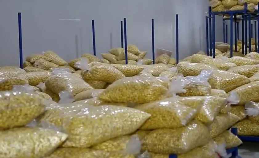 板栗冷庫溫度設(shè)定多少度合適 板栗冷庫溫度設(shè)定多少度合適