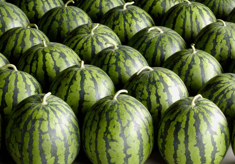 建設5000平米西瓜保鮮庫要多少錢 建設5000平米西瓜保鮮庫要多少錢