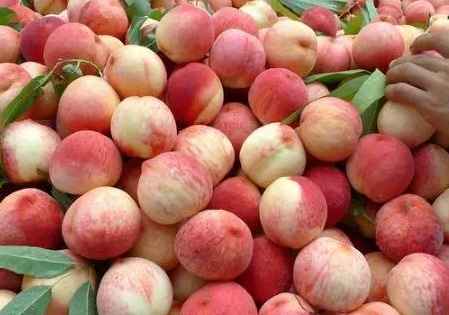 建一個200平米水蜜桃冷庫多少錢 建一個200平米水蜜桃冷庫多少錢