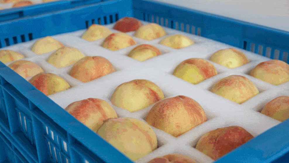 蔬菜水果進(jìn)保鮮冷庫(kù)前咋處理?必知要點(diǎn)全在這! 蔬菜水果進(jìn)保鮮冷庫(kù)前咋處理?必知要點(diǎn)全在這!