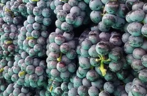 北京葡萄保鮮冷庫安裝多少錢 北京葡萄保鮮冷庫安裝多少錢