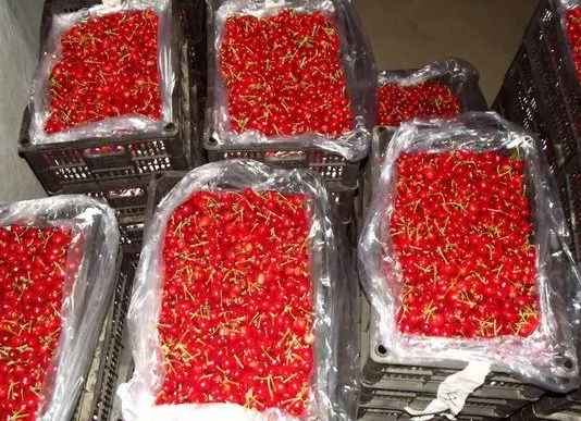 櫻桃在保鮮庫(kù)可以存放多久 櫻桃在保鮮庫(kù)可以存放多久