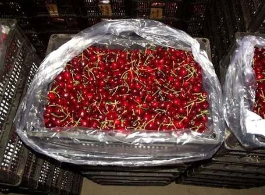 櫻桃在保鮮庫(kù)可以存放多久 櫻桃在保鮮庫(kù)可以存放多久