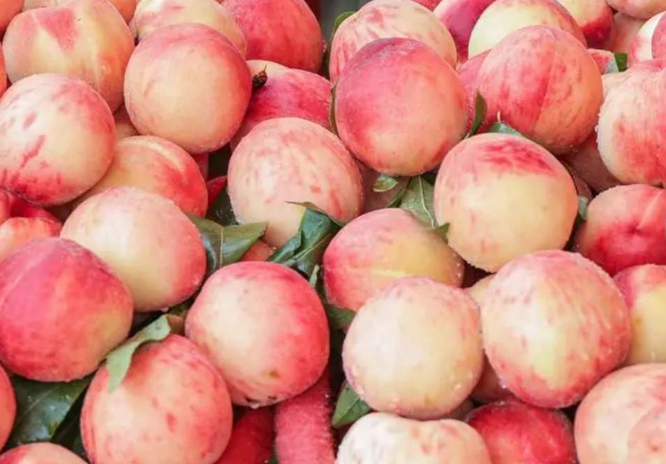 桃子在保鮮冷庫中怎么去存放? 桃子在保鮮冷庫中怎么去存放?